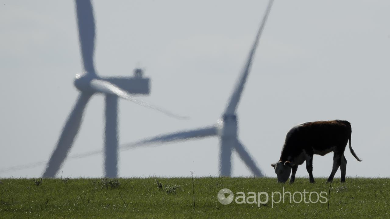 A cow grazes in a pasture as wind turbines rise in the distance