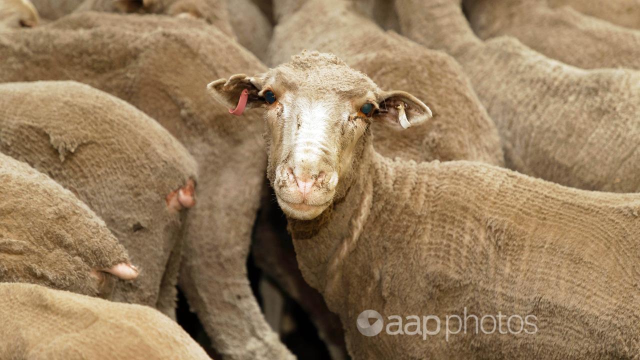 Sheep destined for the Middle East