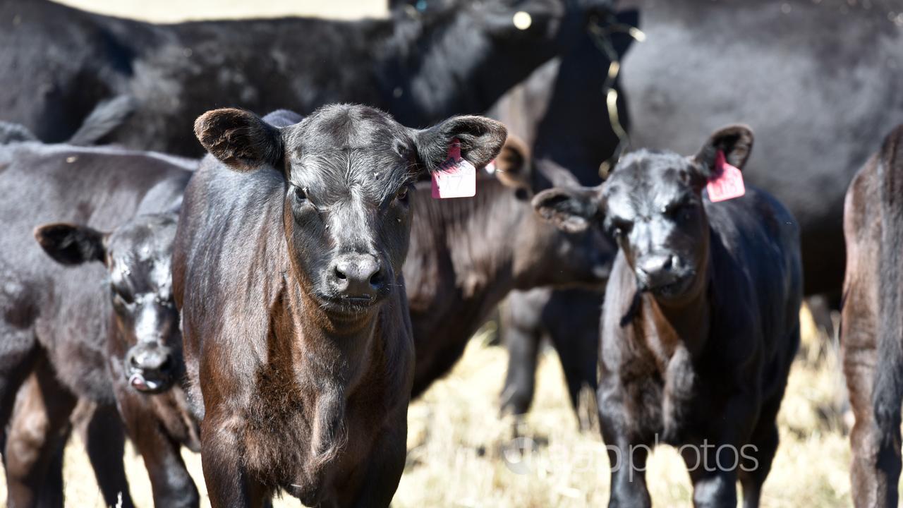 Cattle on a property (file image)