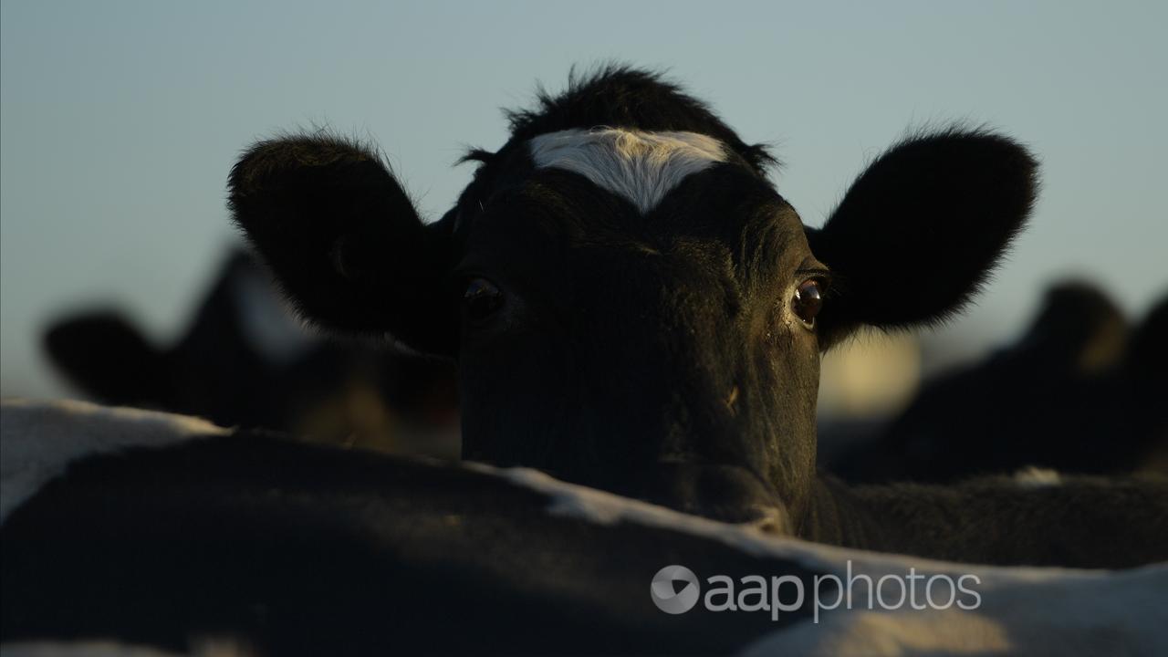 A cow (file image)