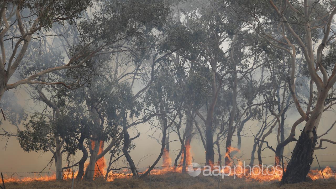 A bushfire near Bredbo, NSW, in February 2020.