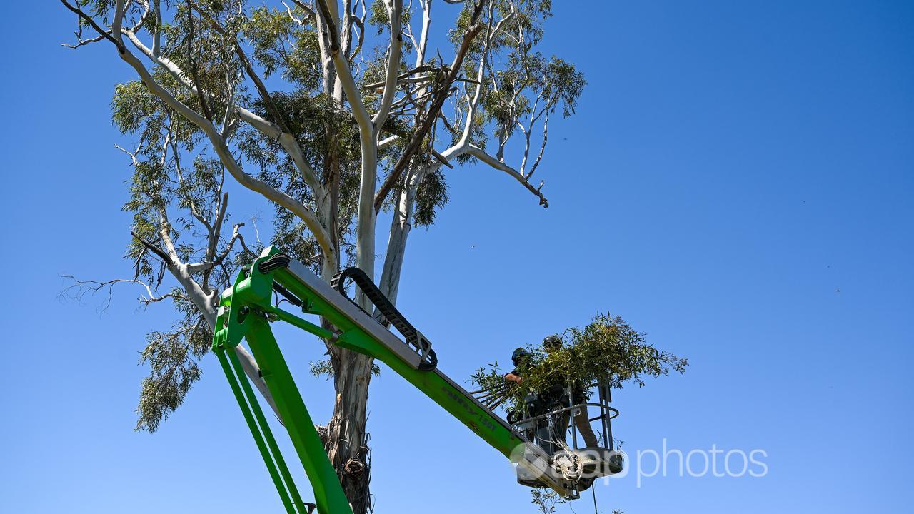 A raptor recovery platform being installed in a tree at Two Thumbs.