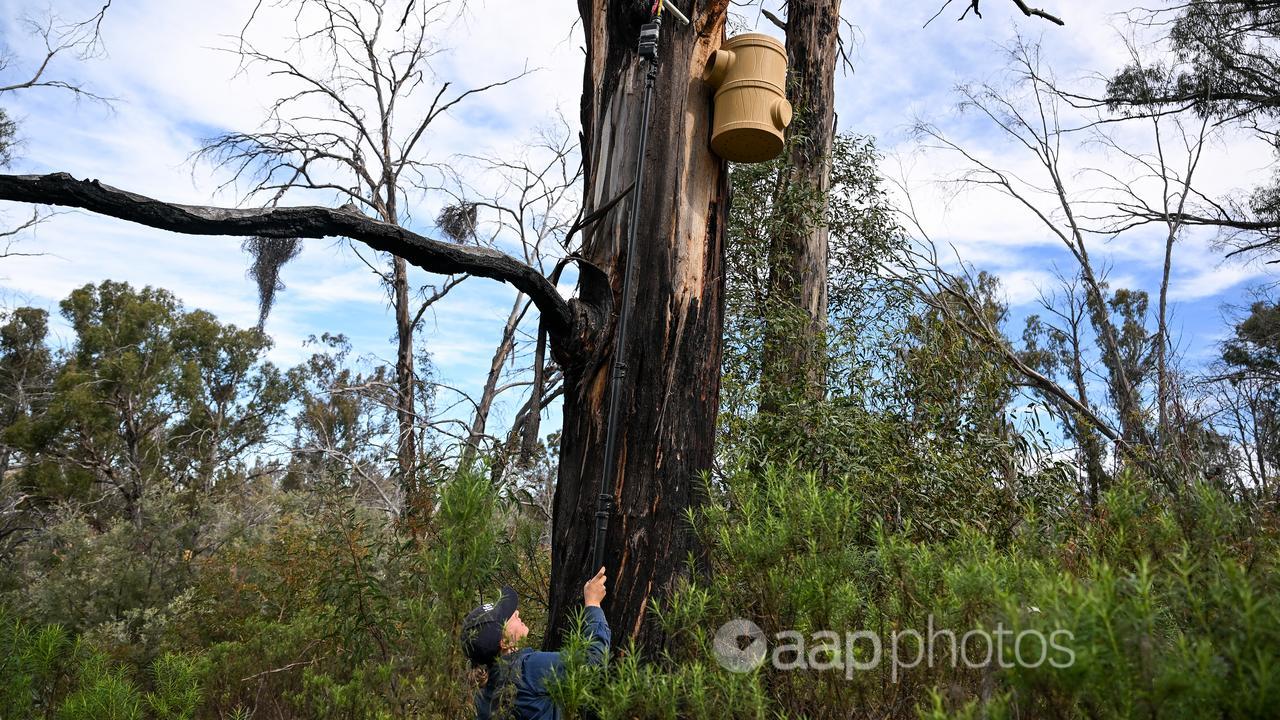 A woman uses a camera to check on a nesting box in a tree.