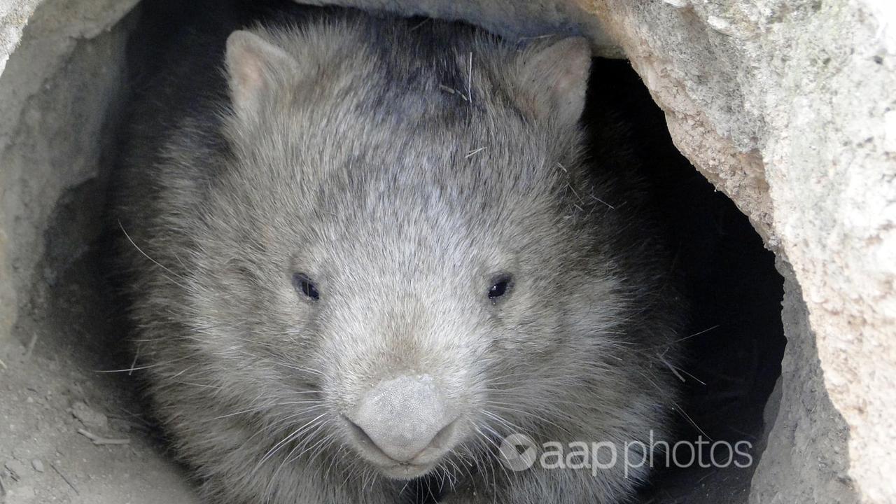 A wombat in its burrow.