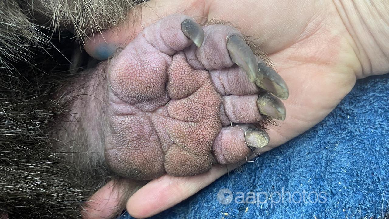 A wombat paw being held by a human hand.