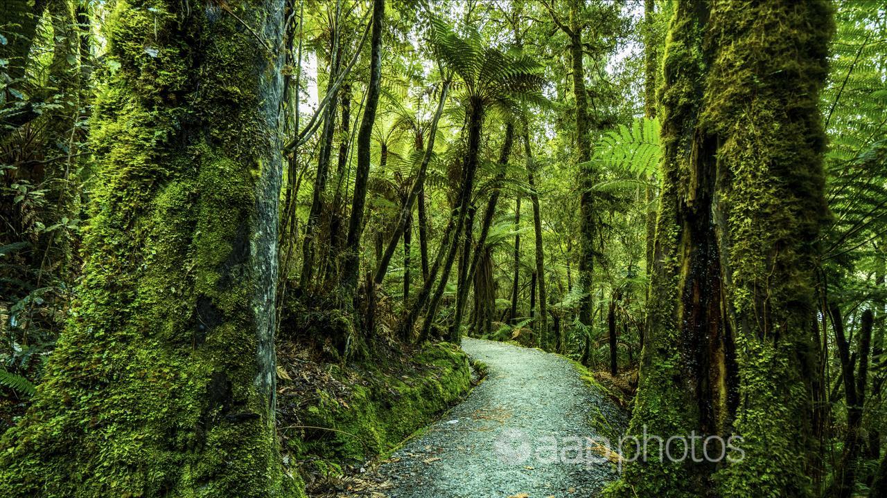 A forest in New Zealand.