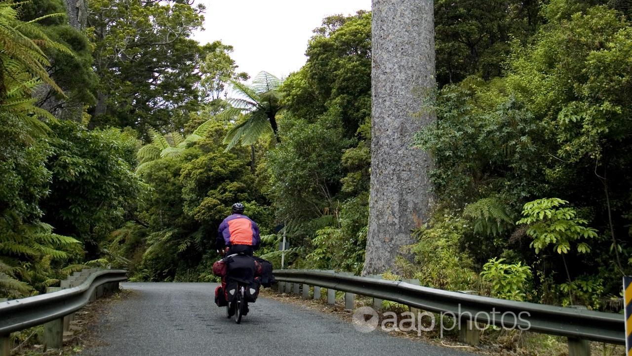 A cyclist rides through Waipoua Forest (file image).