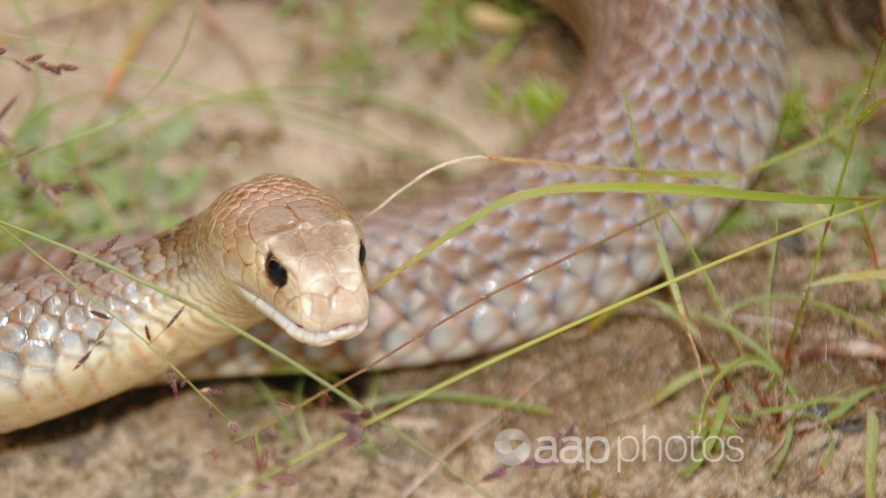 Eastern brown snake (file)