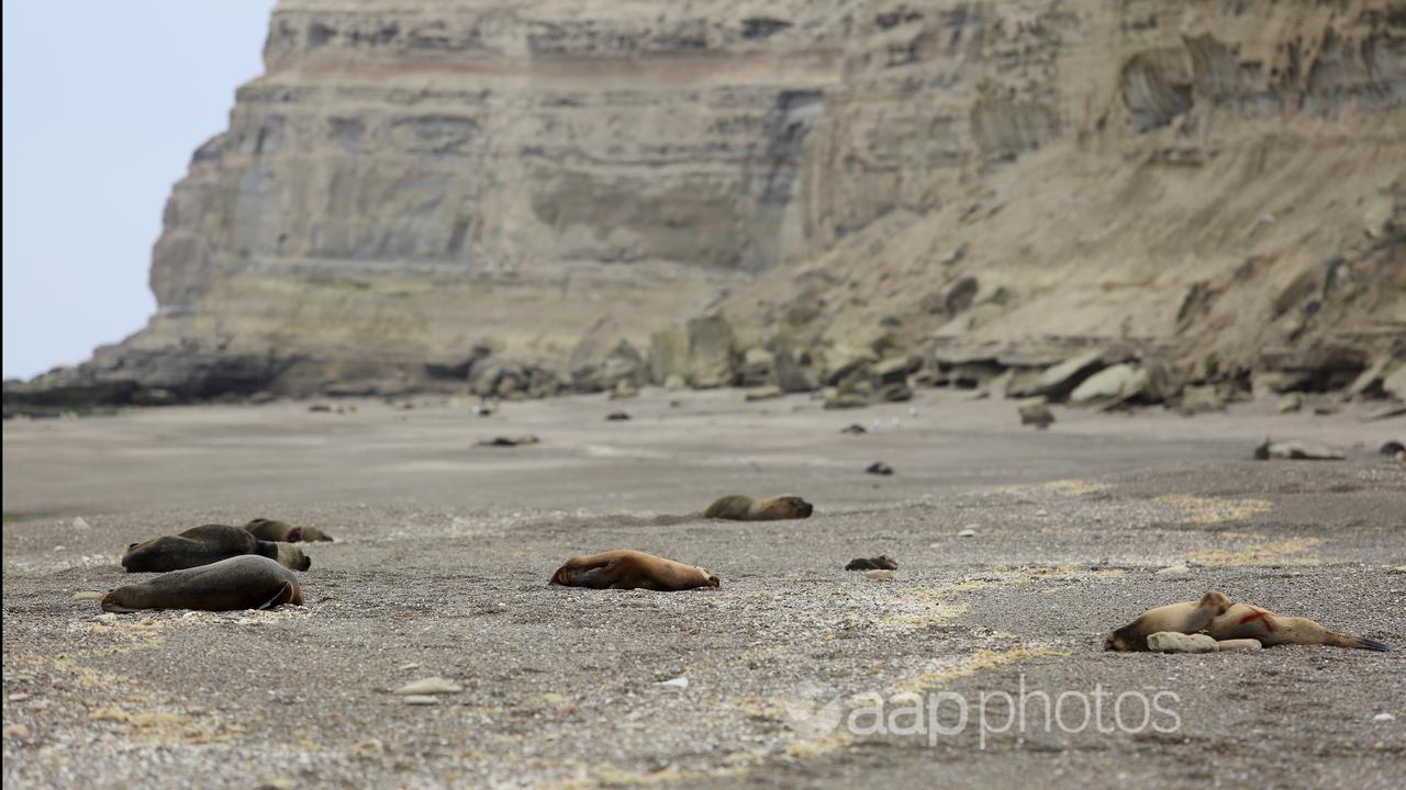 Sea lions, Argentina