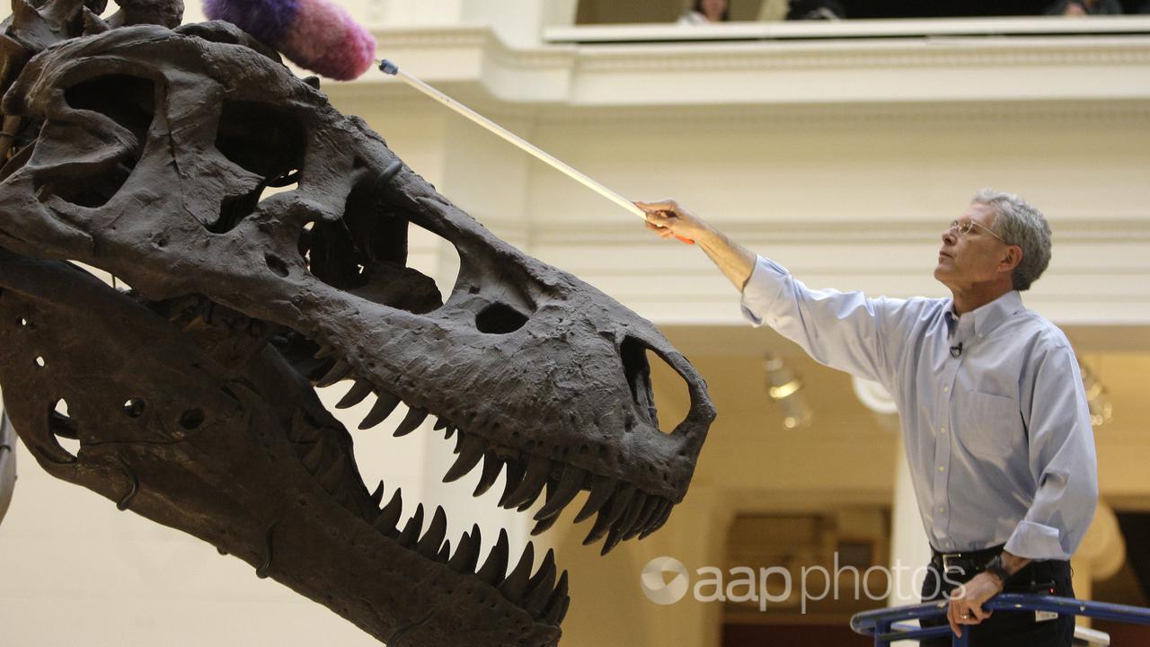 The Tyrannosaurus rex at Chicago's Field Museum (file image)