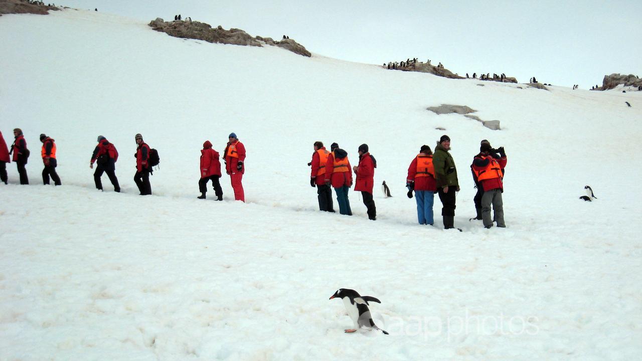 Tourists watched by penguins trudge 
through ice (file image)