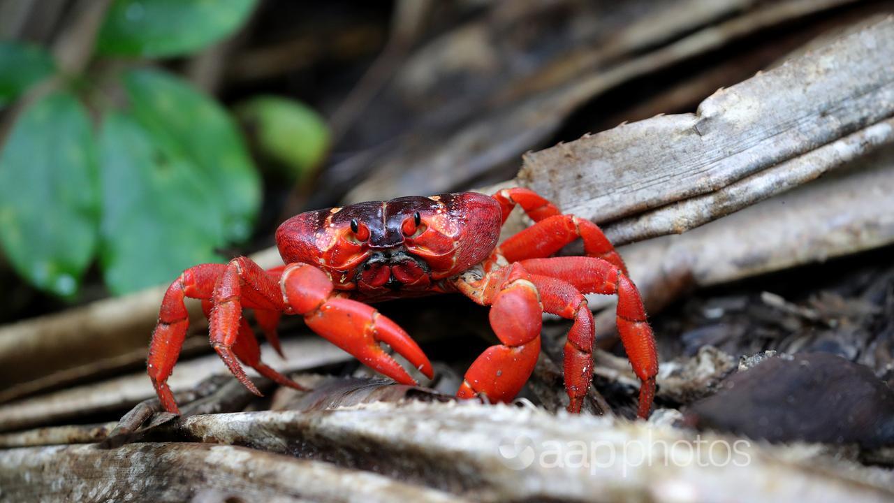 A red crab.