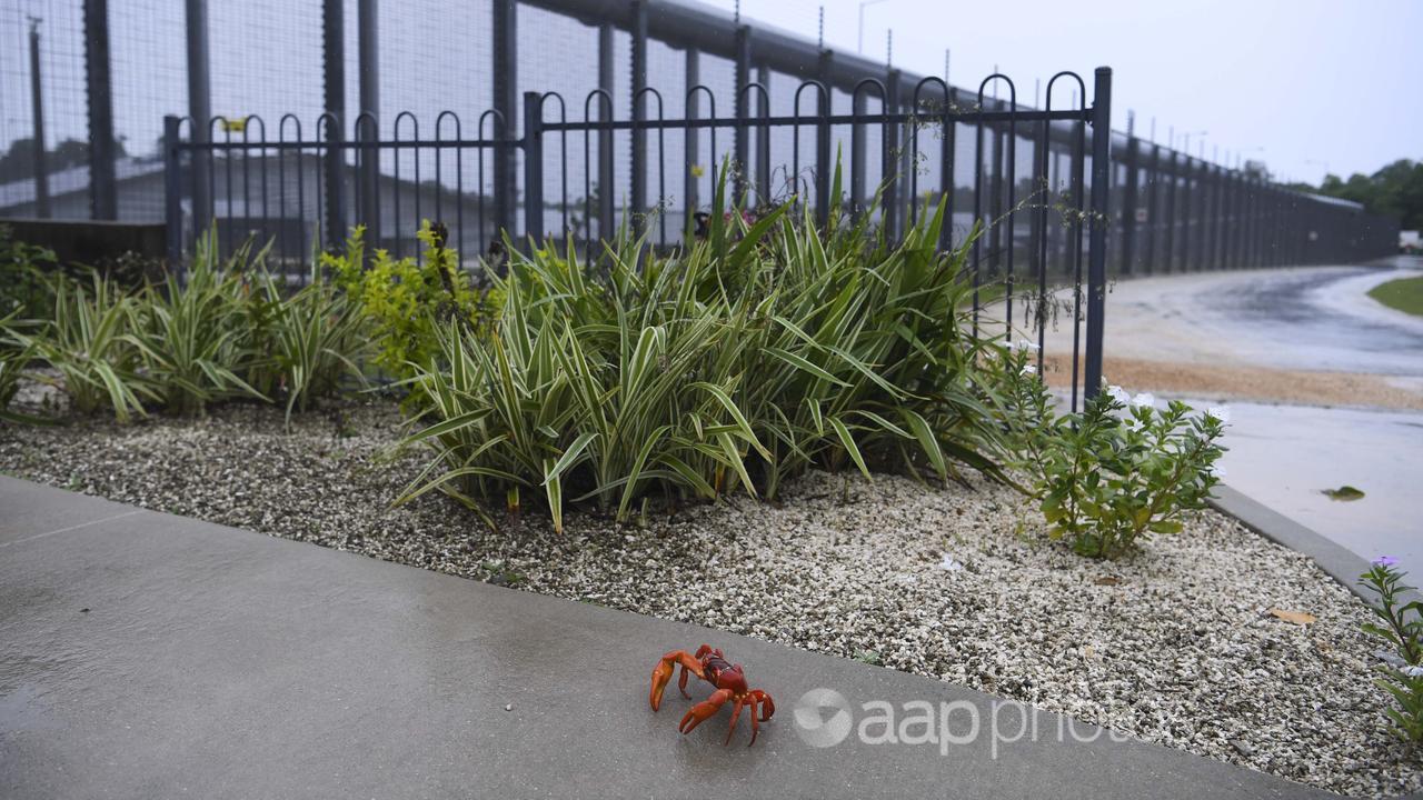 A red crab at the entry to the North West Point Detention Centre.
