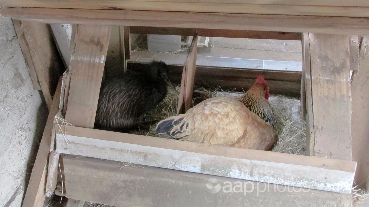 Kiwi nestling into a hen house