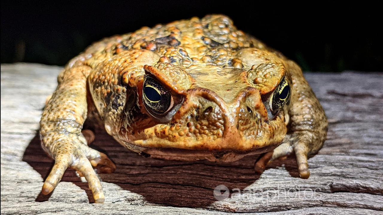 Cane toad in Guanaba, Queensland