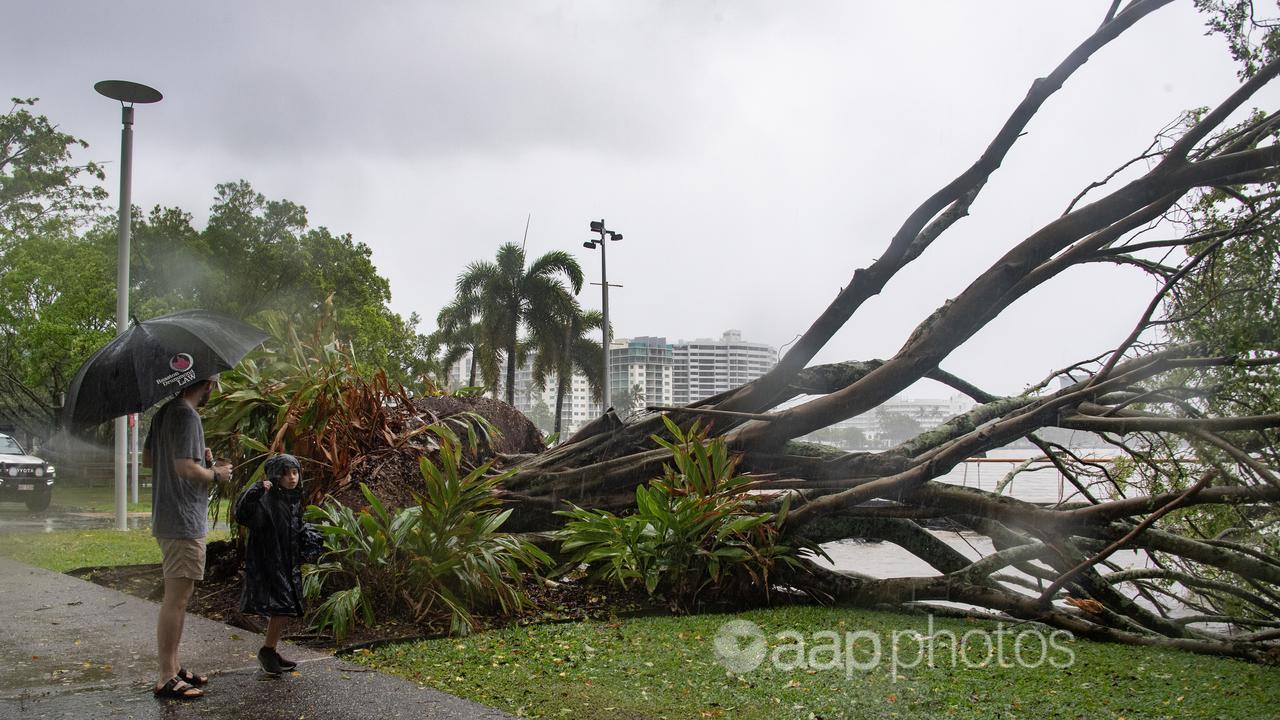 People view uprooted tree in Cairns following wild weather.