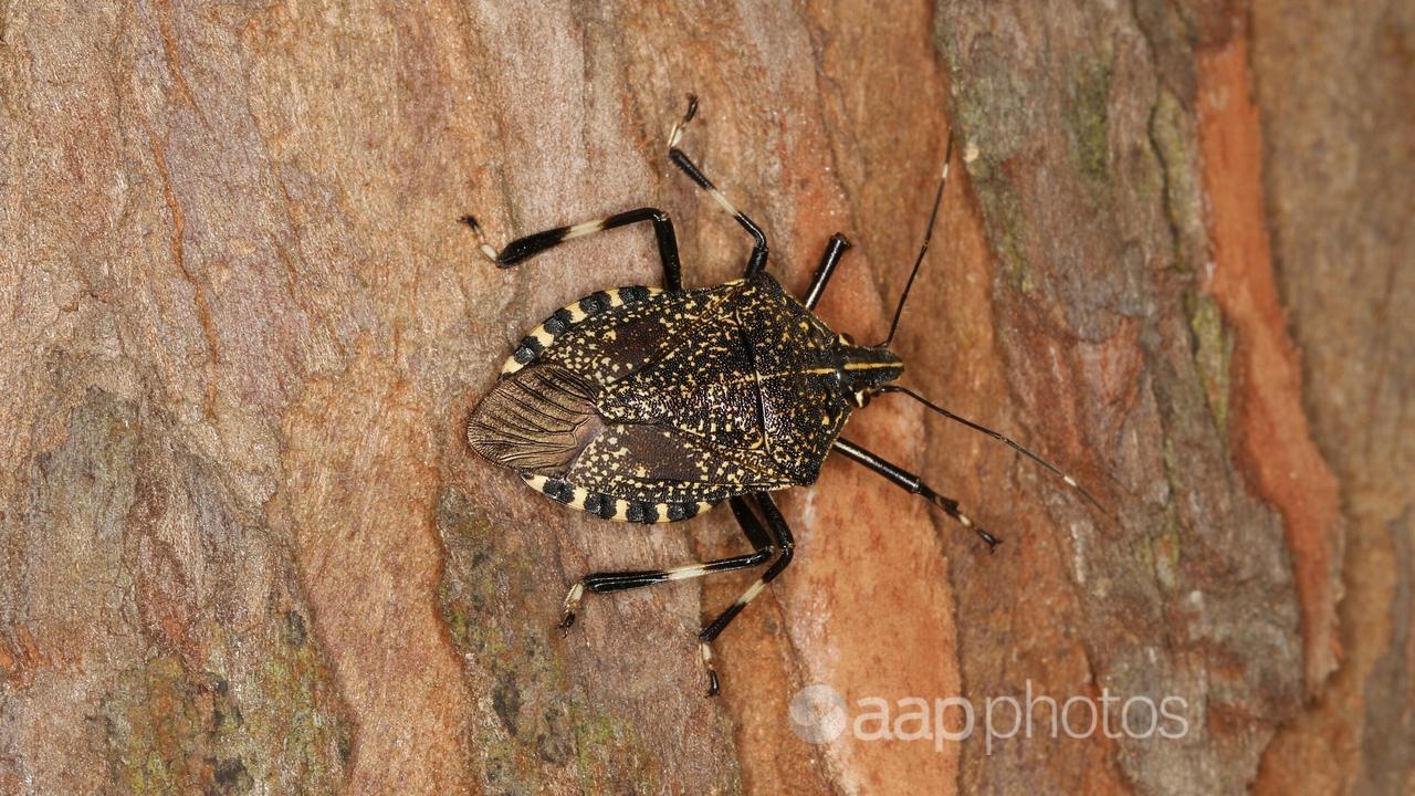 Erthesina fullo, commonly known as the yellow-spotted stink bug