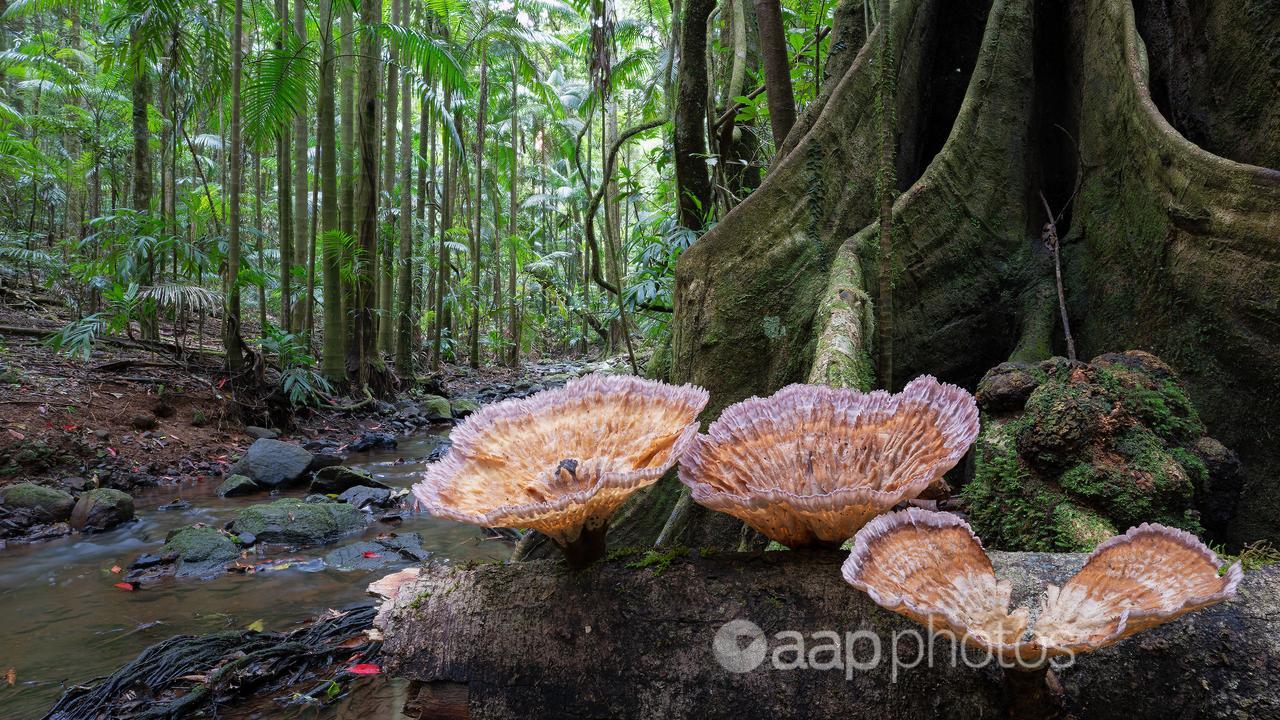 A rainforest scene in the Nightcap National Park NSW