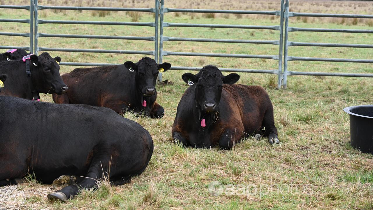 Angus cattle wearing CSIRO designed ear tags