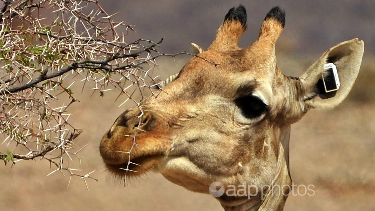 A tagged female giraffe in Northwest Namibia