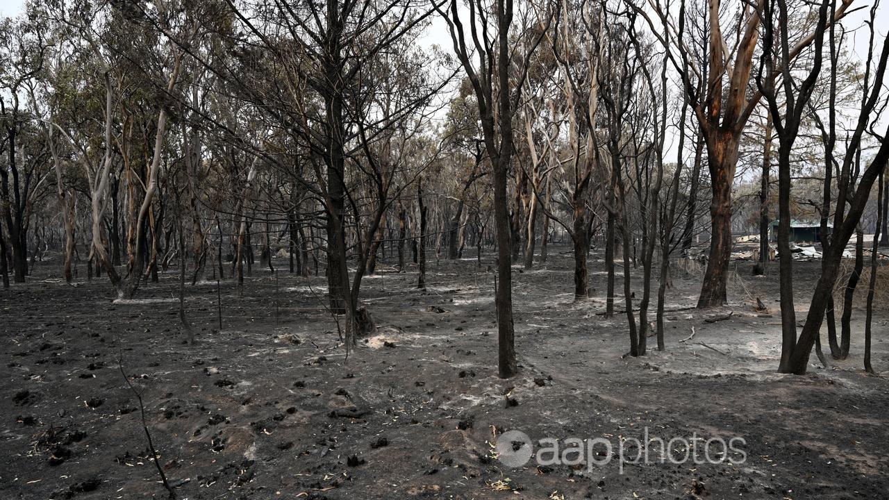 Fire ravaged bushland in Queensland.