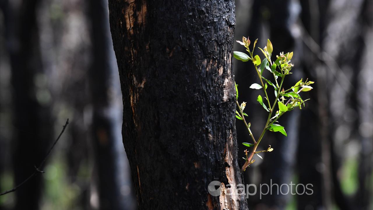 A green shoot from a fire affected tree in Qld.