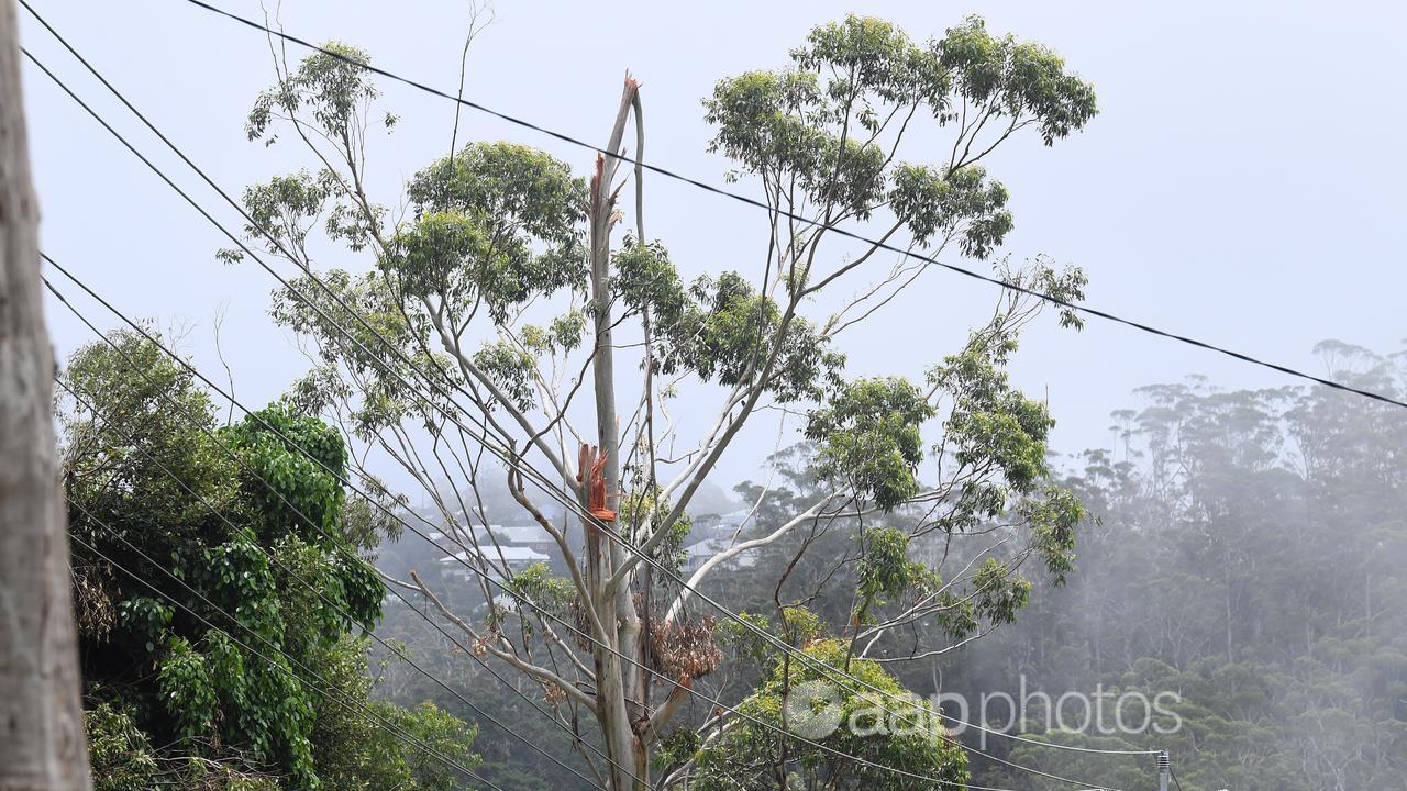 Tree damage at Mount Tamborine