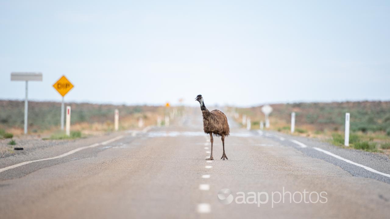 An emu on the road in western NSW.