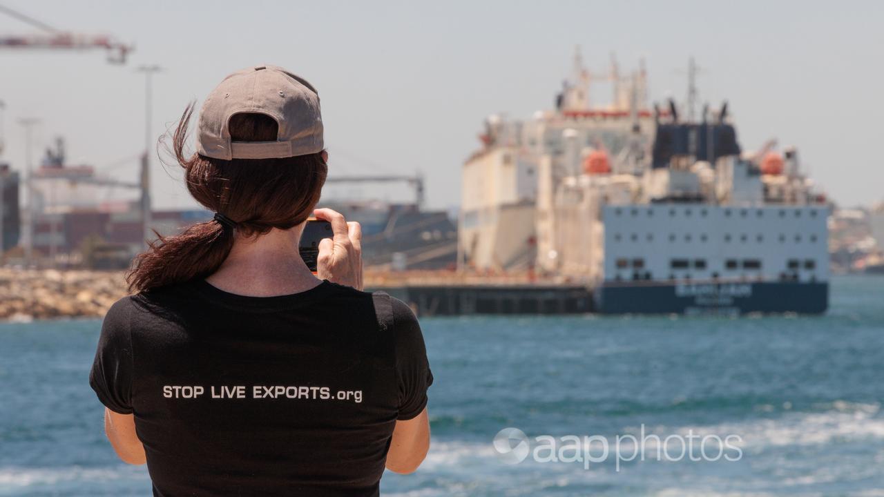 A woman wearing a Stop Live Exports tshirt films livestock carrier