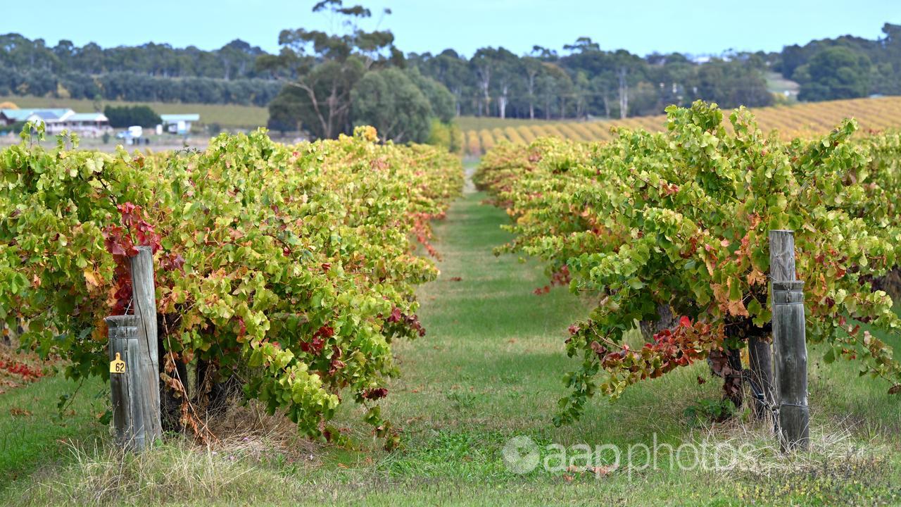 A vineyard in South Australia.
