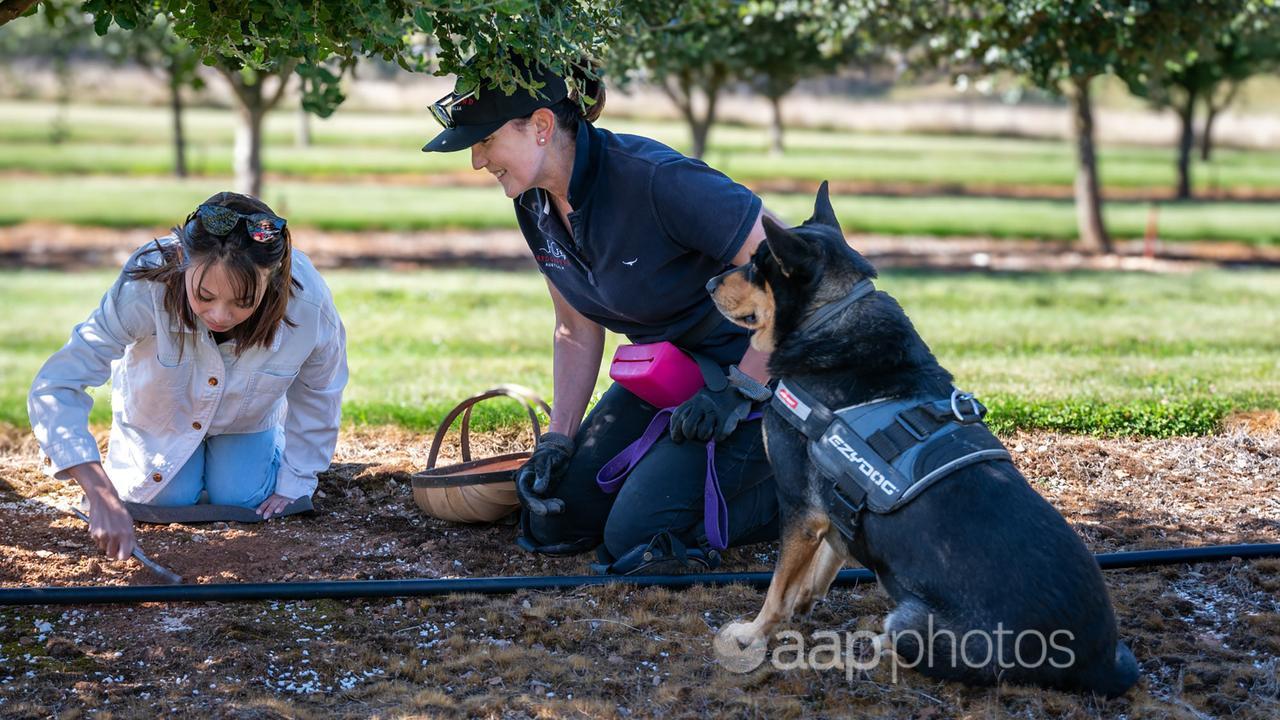 Farmer Jill O'Grady and her dog Sarge help a guest dig truffles (file)