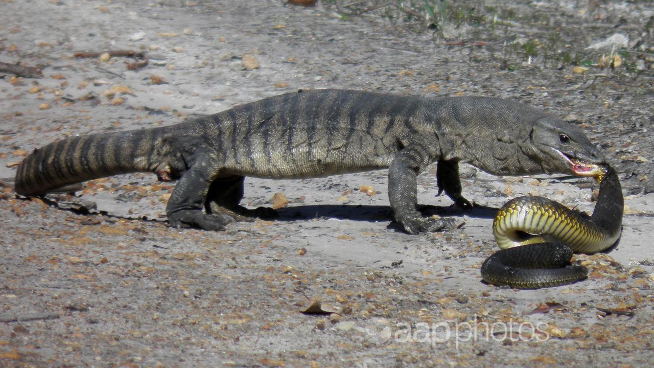 A Southern Heath Monitor eating a highly venomous tiger snake
