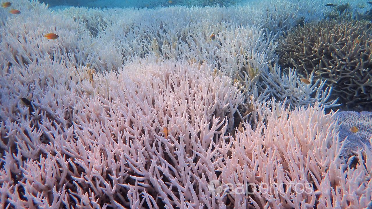 Bleached coral at Heron Island in Queensland.