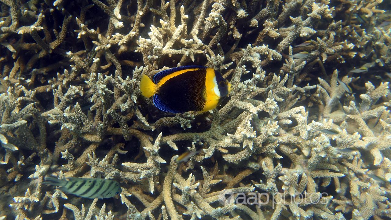 Tropical fish swim along the edges of a coral reef (file image)