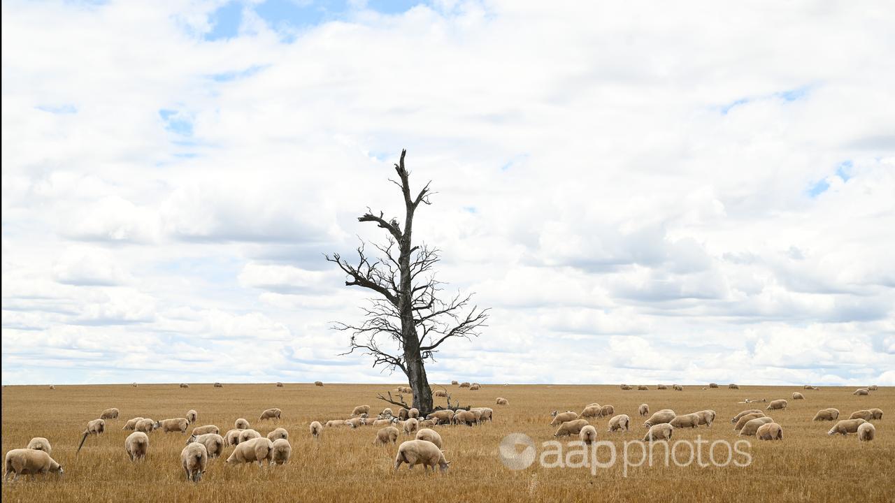 Sheep graze on wheat field