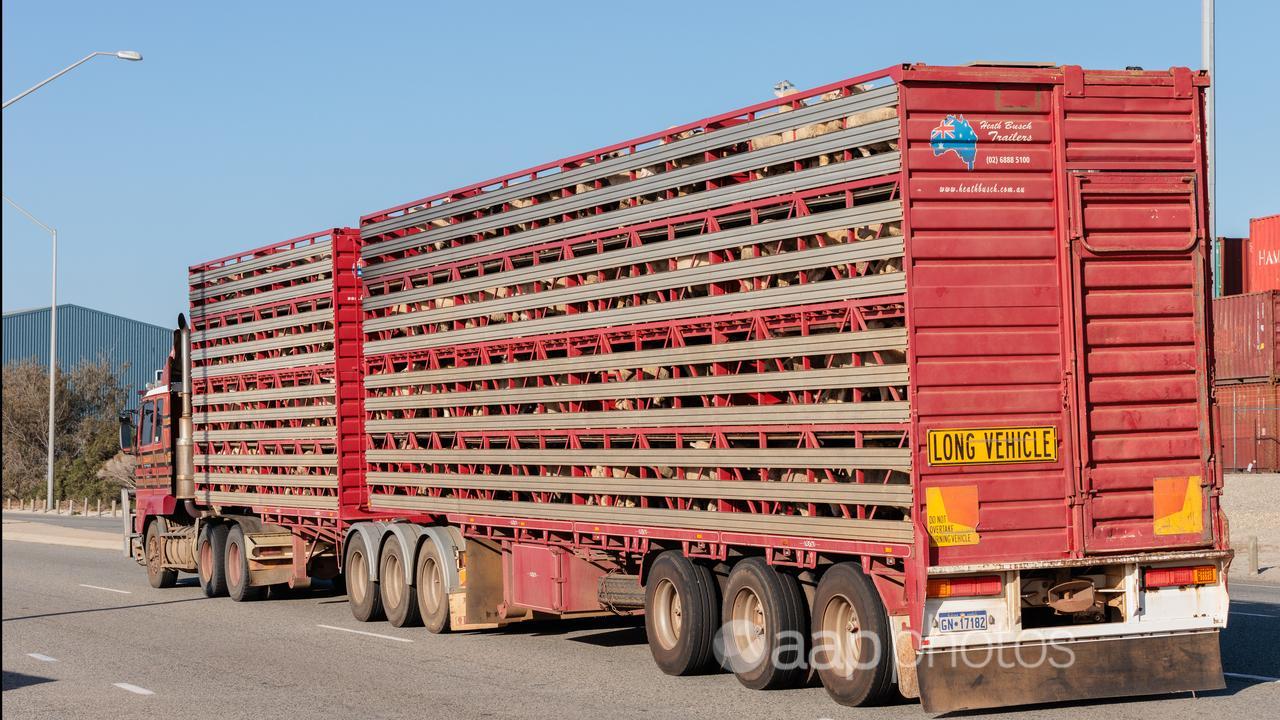 Sheep in live export truck