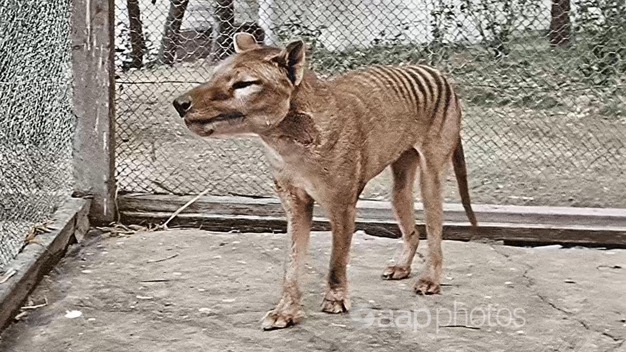 Screenshot of last-known Tasmanian tiger (thylacine), Hobart, 1933