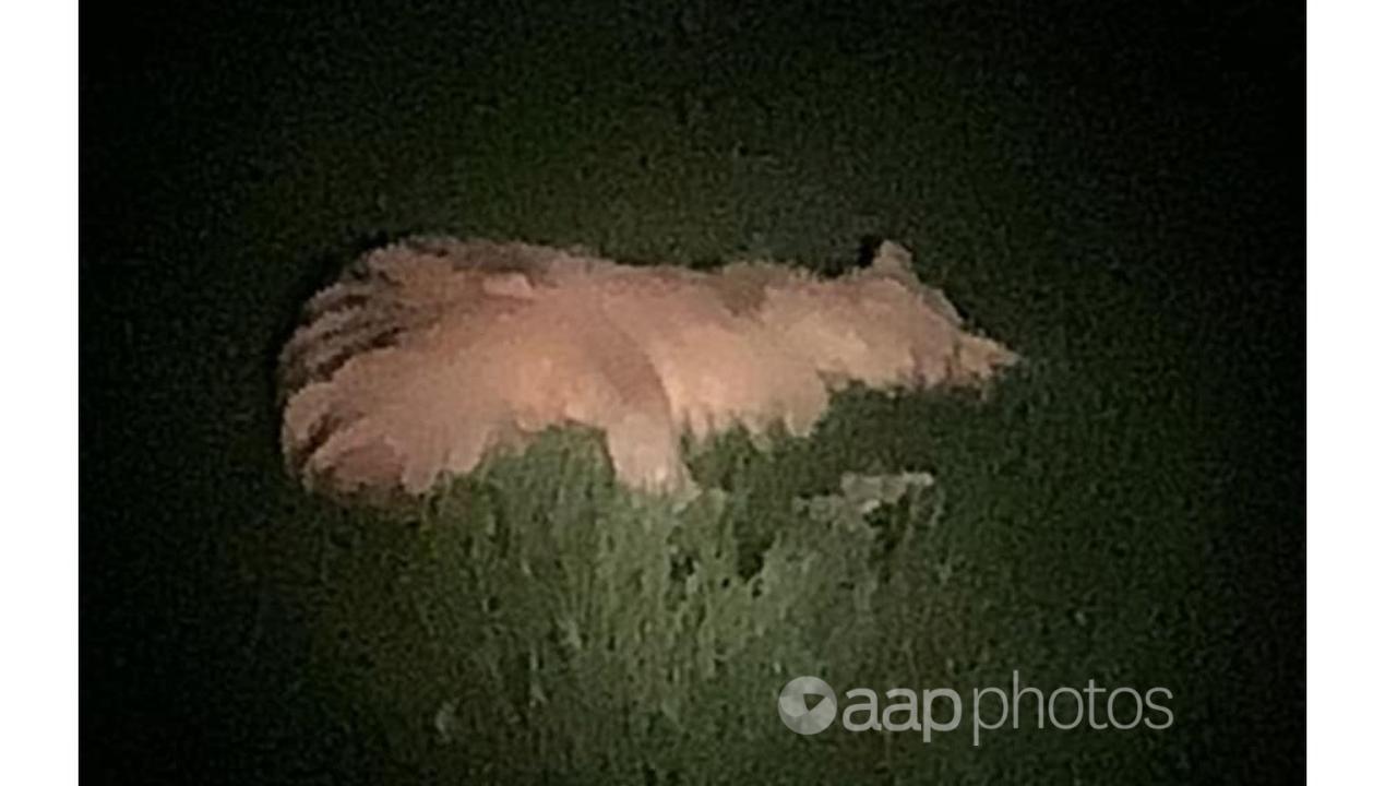 Photo of supposed thylacine lying in grass.