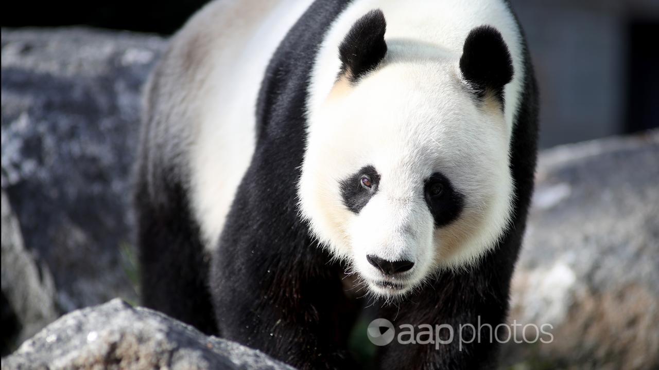 Wang Wang the giant panda at Adelaide Zoo