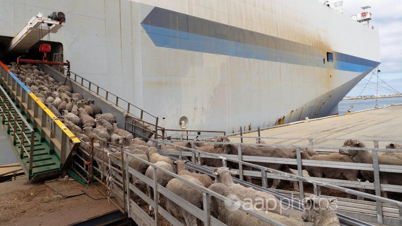 Sheep destined for the Middle East loaded onboard a ship at Fremantle