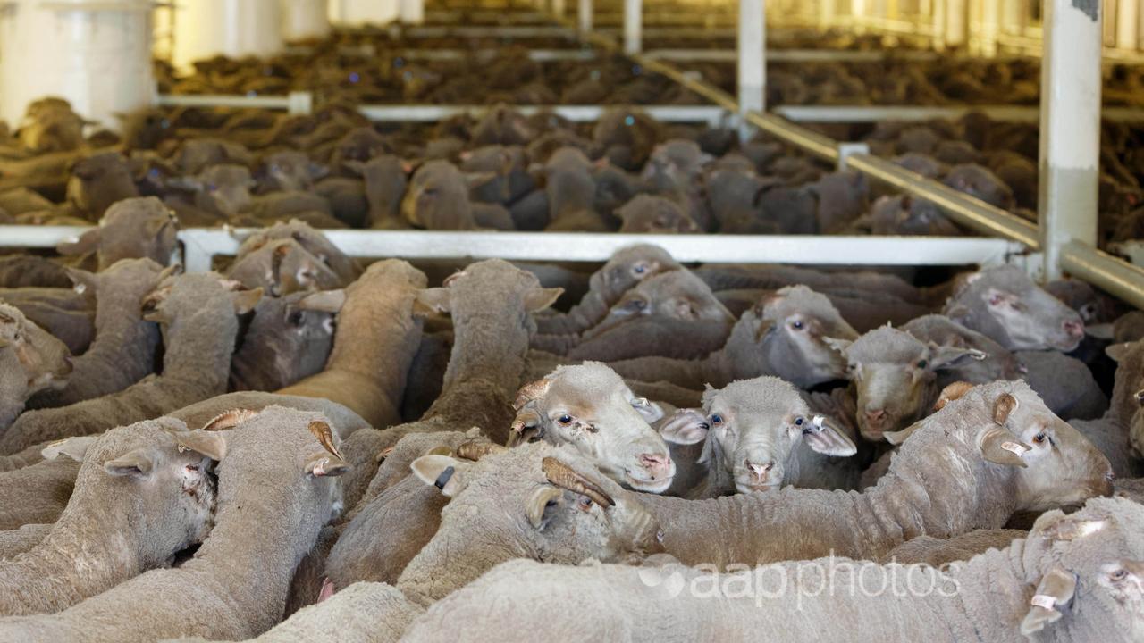 Sheep destined for the Middle East onboard a ship at Fremantle