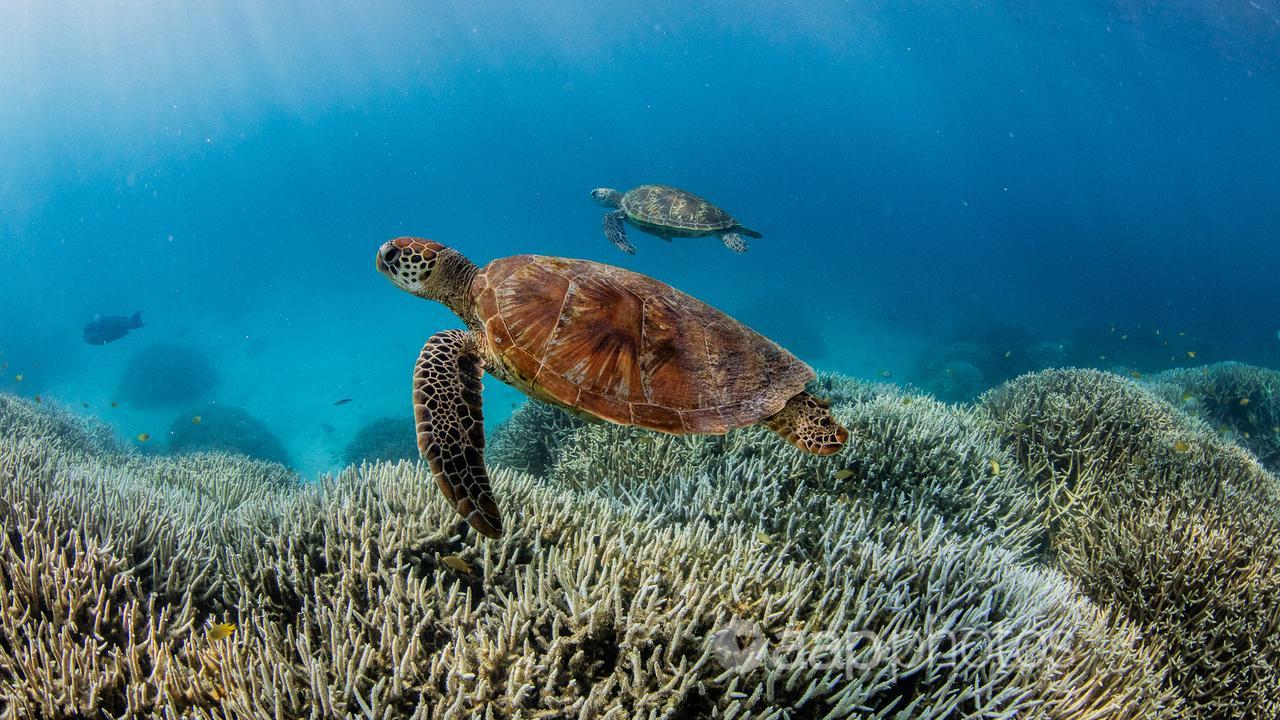 Sea turtles on the Great Barrier Reef.