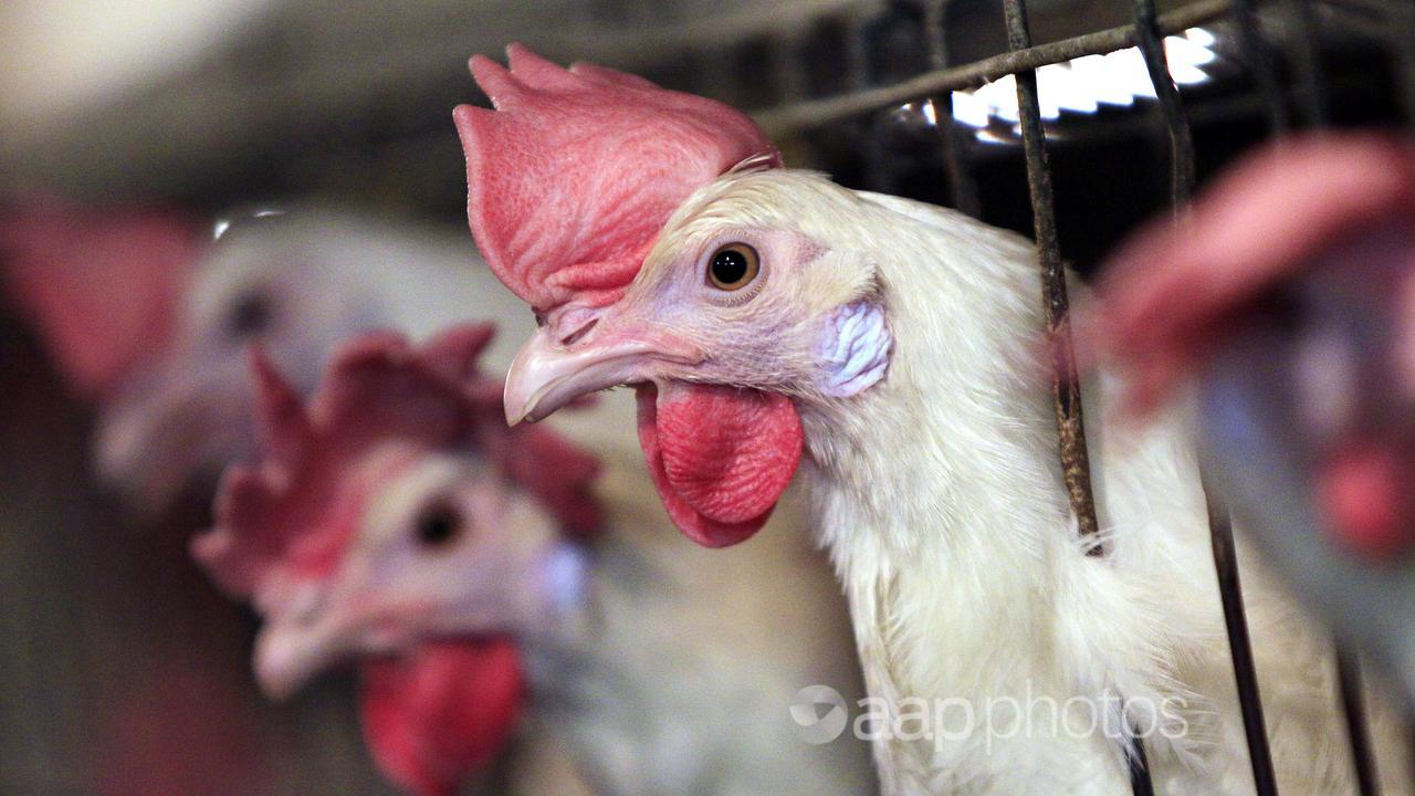 Chickens poke their heads out of factory farm  cages in Maine