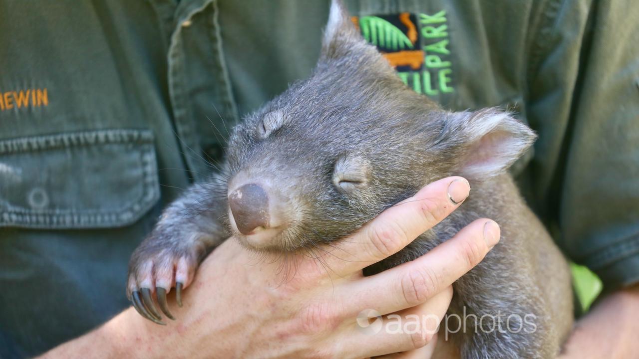 A photo of an eight-month-old baby wombat.