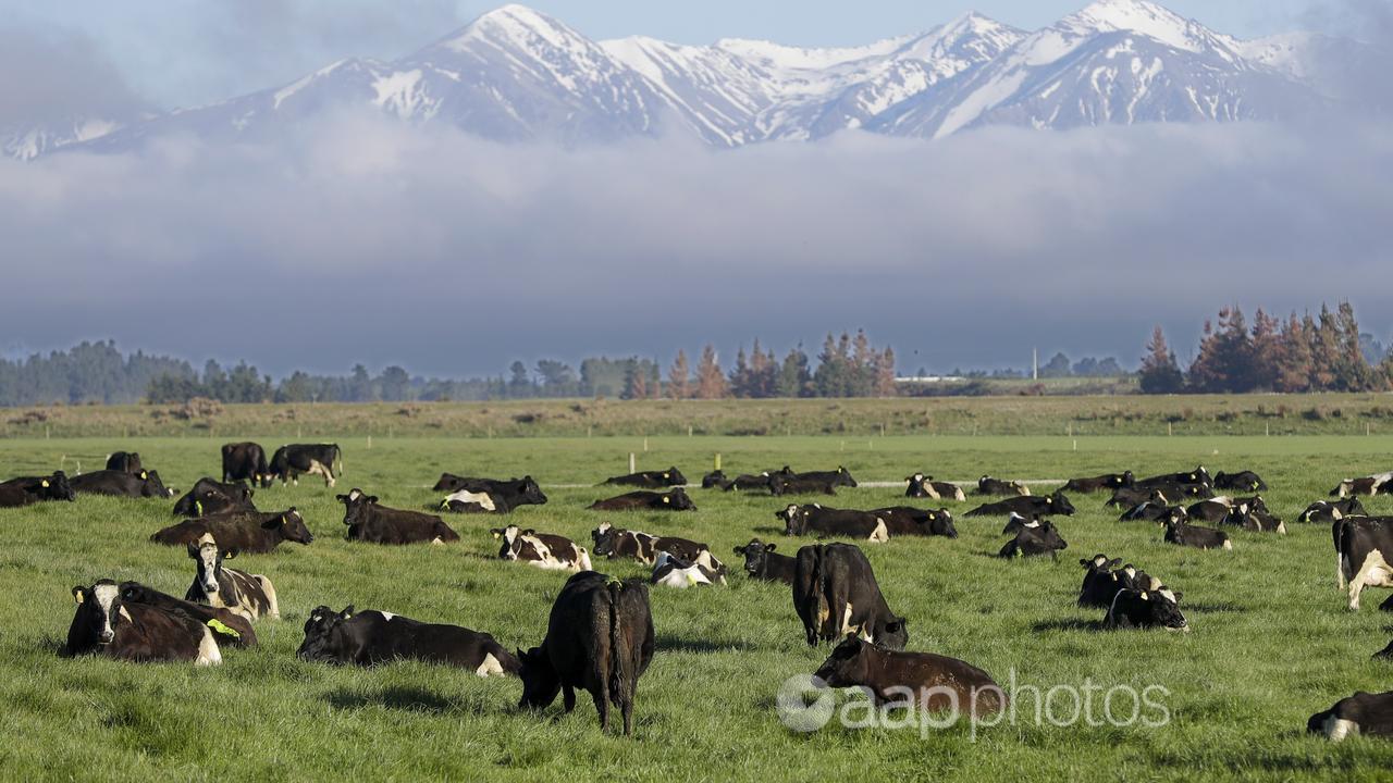 A photo of dairy cows graze on a farm near Oxford in southern NZ.