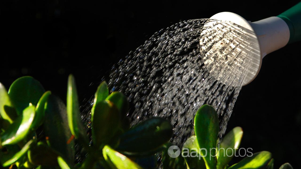 Water coming out of a watering can.