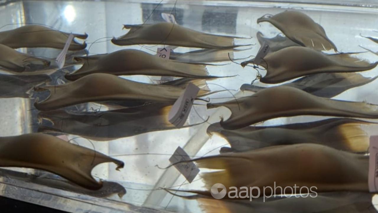 Captive-laid Maugean skate eggs