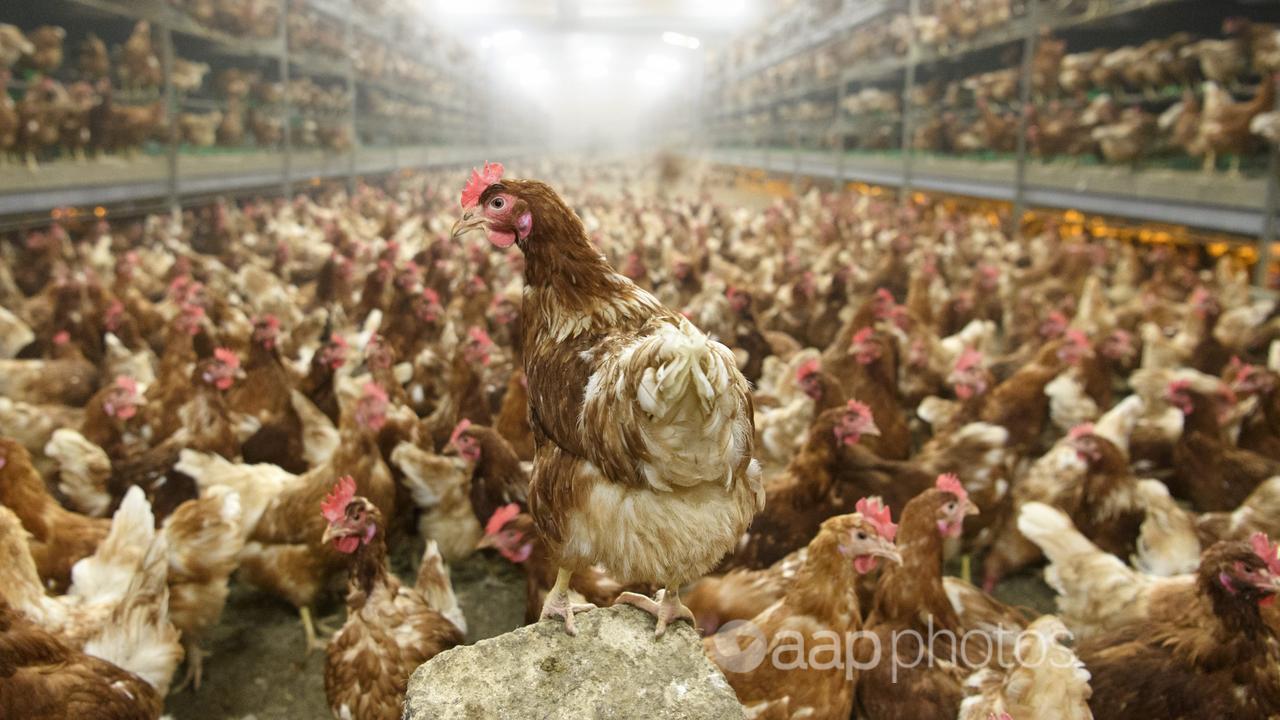 Laying hens wait for their food in a barn at a Swiss chicken farm.