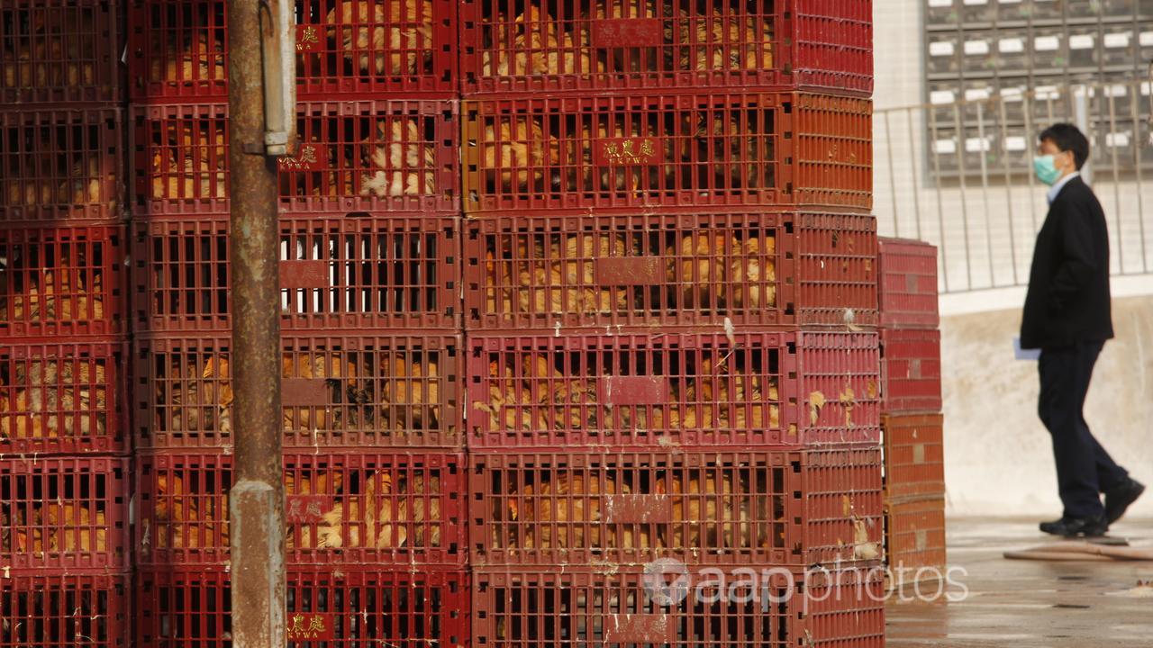 A man with a face mask walks past chicken cages at a Hong Kong market.