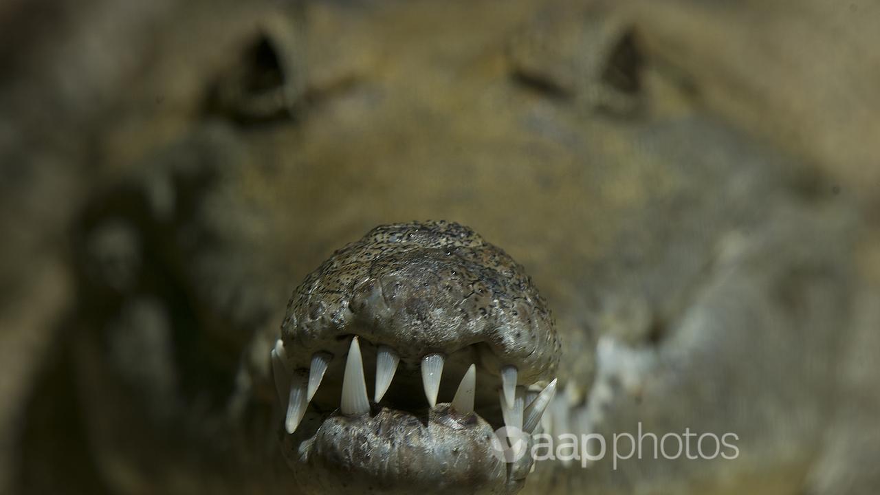 the snout of a freshwater crocodile